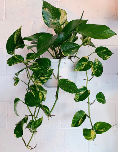 Devil's Ivy plant