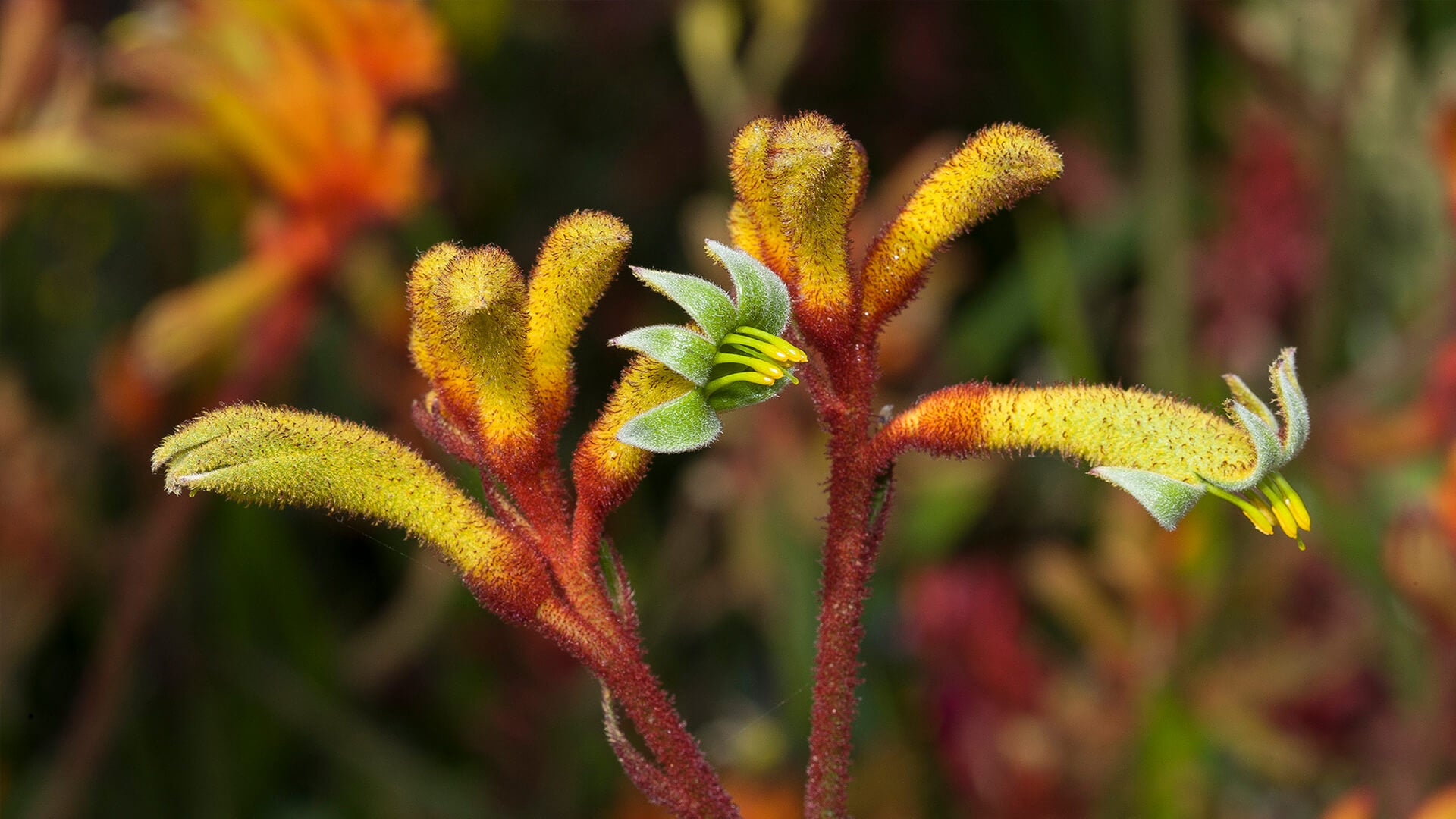 Kangaroo Paw Plant – Floral Gift Planet